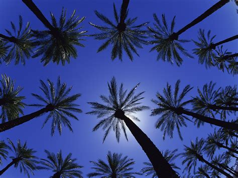 California Palm Trees Wallpaper - WallpaperSafari