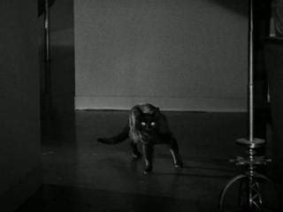 His Name Is Studd: 1934 - The Black Cat