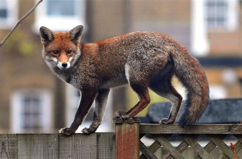 Foxes Behind Alleged Cat Killing Spree in London, Scotland Yard Says | TIME