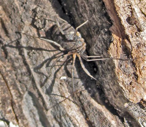 Harvestman The Biology Of Opiliones Species