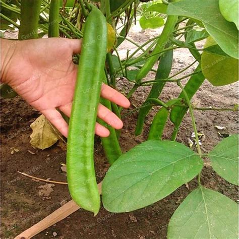 Canavalia Gladiata Plants Red Sword Beans Chinese Knife Bean Plant Organic Ornamental Vegetable ...