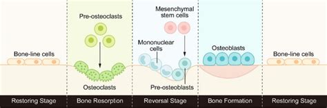 The process of bone remodeling: osteoclasts initiate bone resorption ...