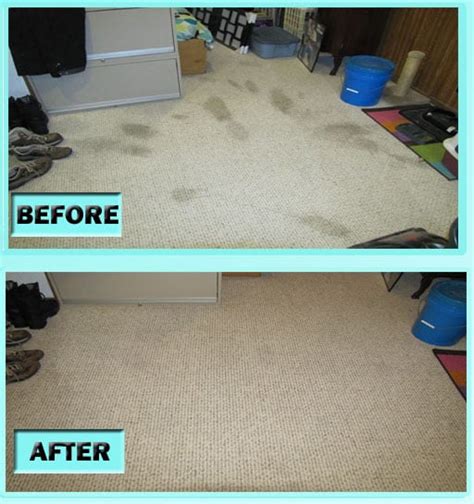 DIY Carpet Cleaning Pet Stains – Genesis 950 Concentrate