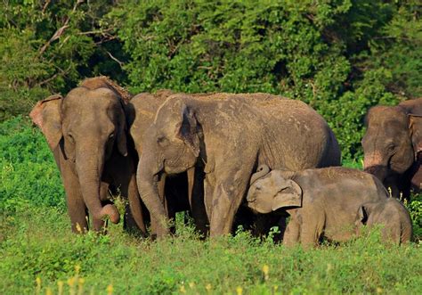 Sri Lanka Safari: How Ecotourism is Saving Wild Elephants - Coleman ...