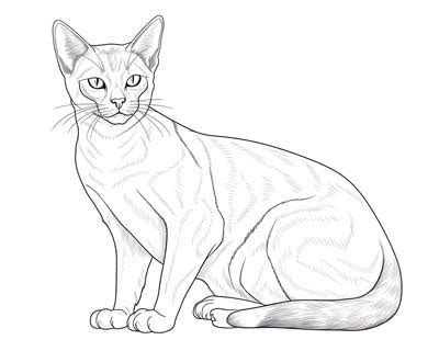 Real Cat Coloring Pages