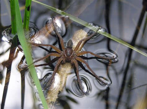 The Fen Raft Spider – from unknown past to uncertain future - British ...