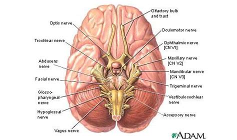 The Brain - Ventral View - 3/6 Diagram | Quizlet