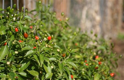 All About the Tiny but Mighty Chiltepin Pepper - Minneopa Orchards