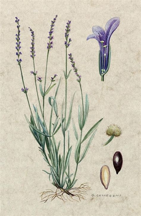 Pin by Pamela Kuist on Tattoo Ideas | Botanical drawings, Botanical ...