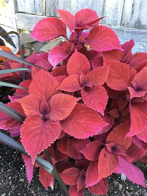 15 Gorgeous Plants With Red Leaves in India • India Gardening