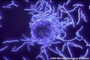 Borrelia afzelii - microbewiki