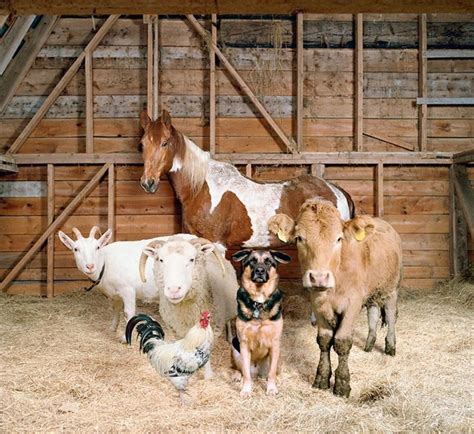 Esse fotógrafo tirou fotos únicas de animais da fazenda - Histórias com Valor