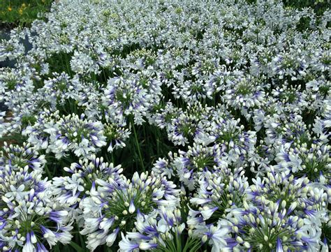 Agapanthus TWISTER | Bush garden, Landscape design, Agapanthus