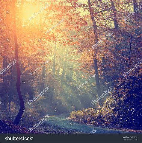 Vintage Photo Autumn Forest Stock Photo 154325750 - Shutterstock