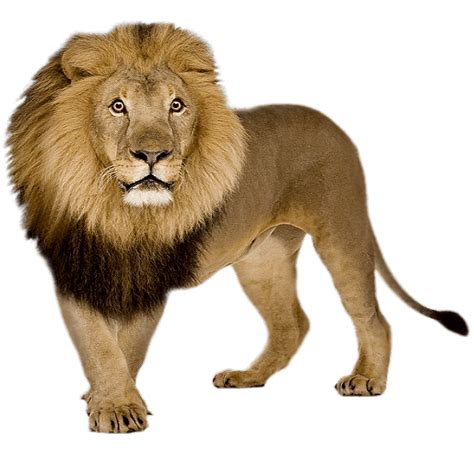 Lion Png