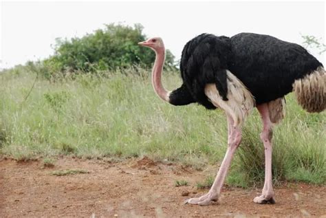 Ostrich Facts For Kids | Ostrich Diet & Habitat