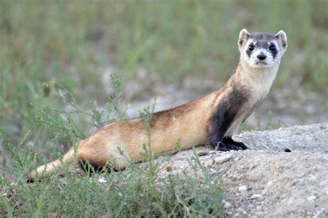 Endangered ferrets get COVID vaccine | KWXX - Hilo, HI