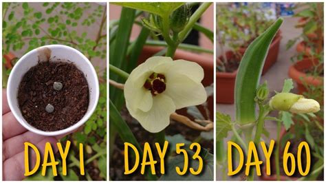 How to grow Okra/ Lady Finger/ Bhindi in pot from seed to harvest (60 Da... Growing Okra ...