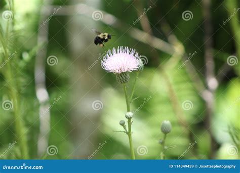 Bumble Bee Pollination in Spring Stock Image - Image of bumble, woods: 114349439