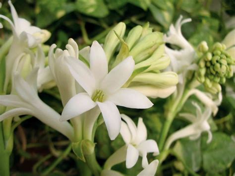 Best Fragrant Flowers to Grow in Your Garden