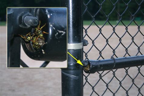 angry wasp nest near baseball dugout | Almost the perfect pl… | Flickr