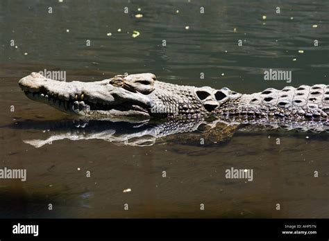 New Guinea Crocodile Crocodylus Novaeguineae Gembiraloka Zoo Yogyakarta ...