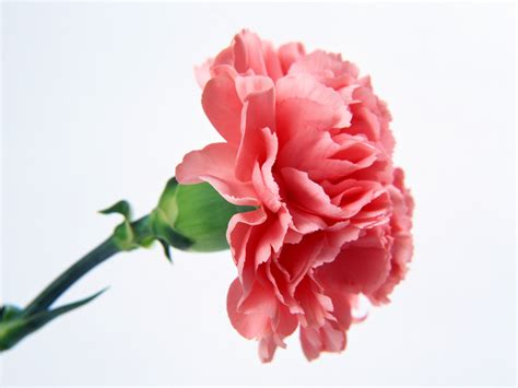 Single Pink Carnation Flower Wallpaper | Urban Art Wallpaper