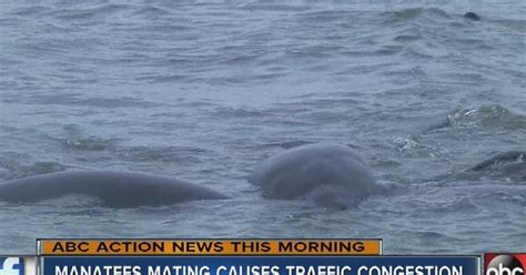 'Manatee mating ball' causes traffic congestion