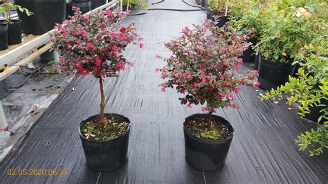 How to care for Loropetalum Chinense blooming? in 2021 | Plants, Bloom, Fertilizer