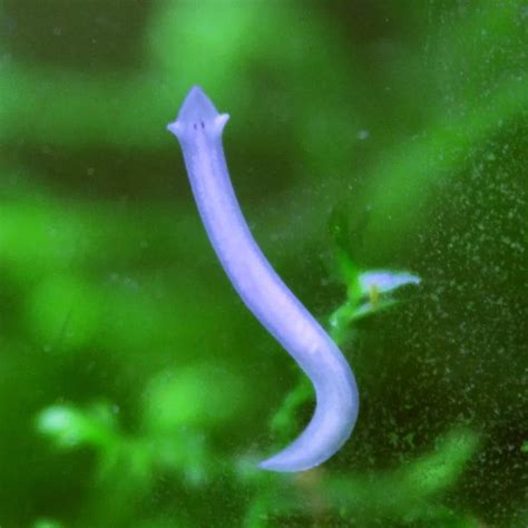 3 Types of Tiny White Worms in Aquarium - AC Aquarium Life