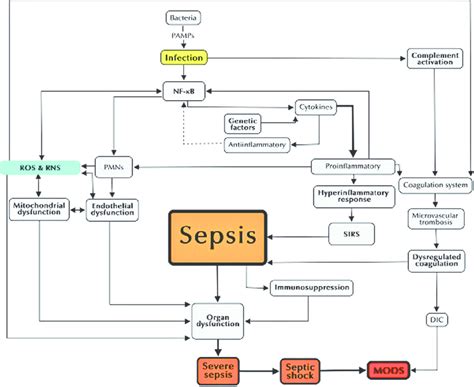 Pathophysiology of sepsis. Several elements are crucial in the... | Download Scientific Diagram