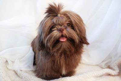 What Makes a True Liver Shih Tzu? - Sunnybelle AKC Chocolate Shih Tzus