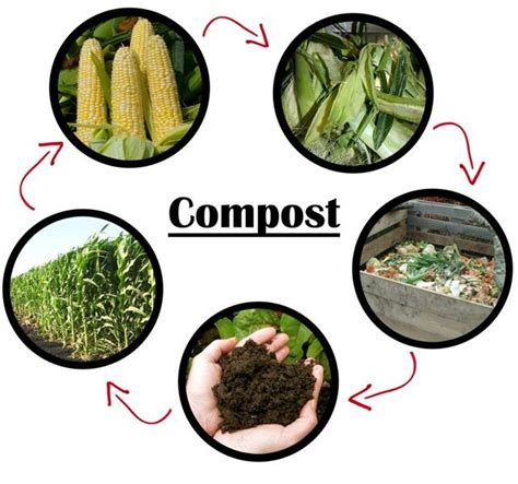 Growing marijuana with homemade compost - Alchimia blog