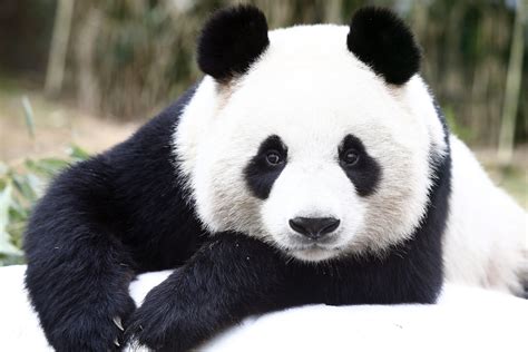 Berlin zoo to welcome two new giant pandas