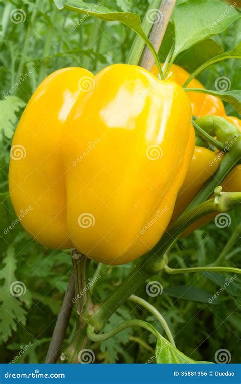 Yellow bell pepper plant stock photo. Image of natural - 35881356