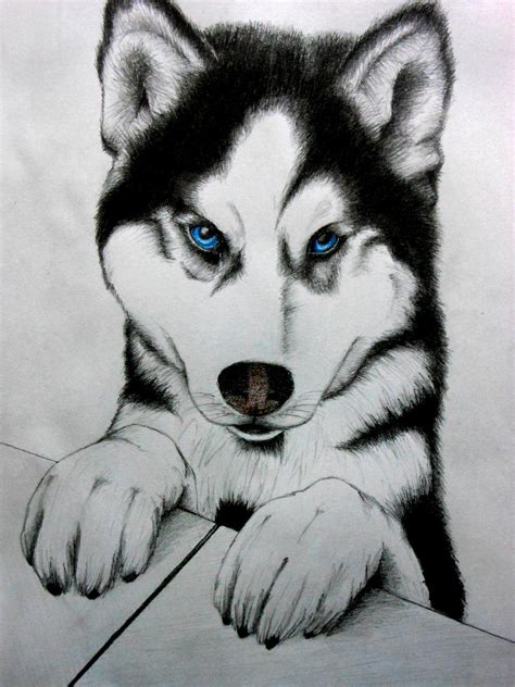 husky puppy by Adely-chan on DeviantArt