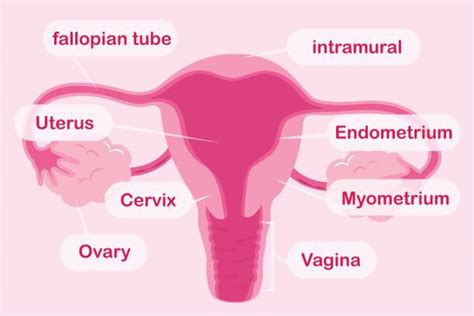 Miometrium Foto Foto Foto Stok, Potret & Gambar Bebas Royalti - iStock