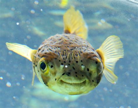 "Smiling Fish" by jsecrist | Redbubble