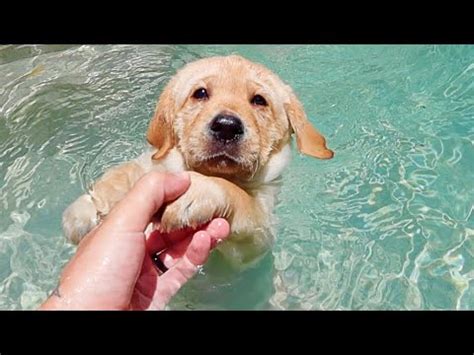 Teaching Labrador Puppies How To Swim! - YouTube