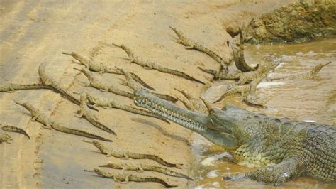 US' largest reptile sanctuary wants to import gharials, mugger ...