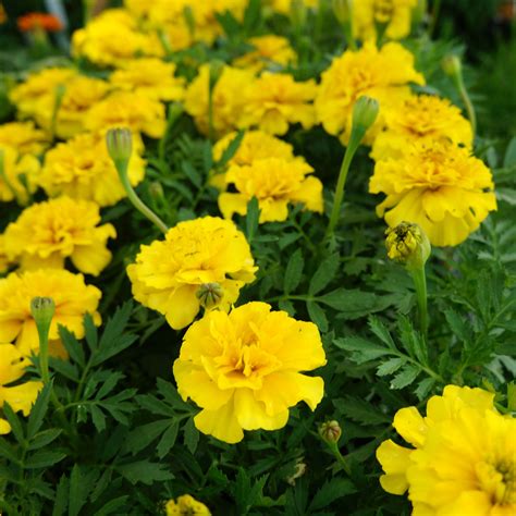 Free photo: Yellow Marigold Flower - Beautiful, Blossom, Blur - Free Download - Jooinn