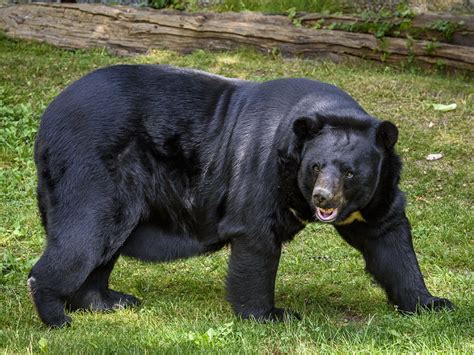 Himalayan or Asiatic Black Bear mammals at Rajaji National Park ...