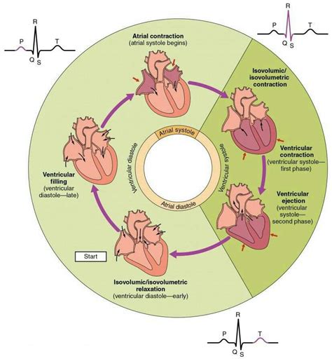 The Cardiac Cycle | Science Amino