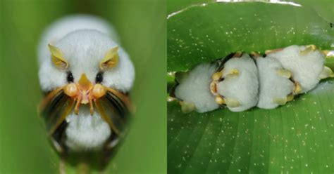 This Tiny Bat Can Fit In The Palm Of Your Hand And Looks Like A Fluffy ...