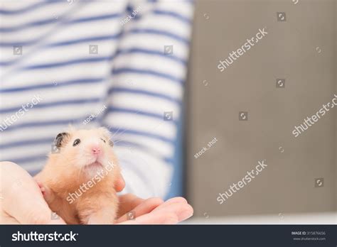 Cute Golden Hamster. Stock Photo 315876656 : Shutterstock