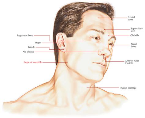 jaw angle - Google Search | Anatomy of the neck, Anatomy, Head anatomy