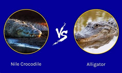 Alligator Vs Crocodile Physical Appearance Crocodile, 49% OFF