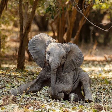 Pretty Pachyderms | Cute little animals, Baby animals, Cute baby elephant