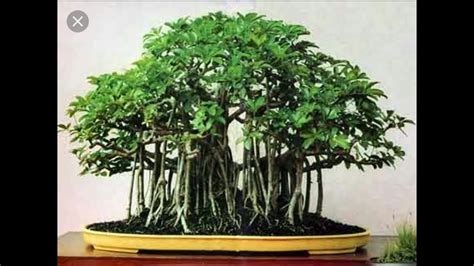 Banyan Tree ( बरगद) Bonsai Repotting || Essentials of Life || 08 August ...