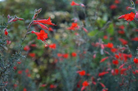 Attract Hummingbirds with Red Flowers in Your Garden - Horticulture